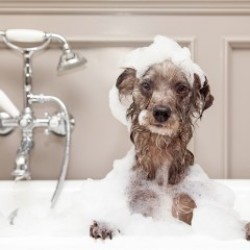 Pet Groomer